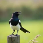 Pie bavarde perchée sur un piquet en bois, bec ouvert en plein cri, plumage noir et blanc irisé visible en détail